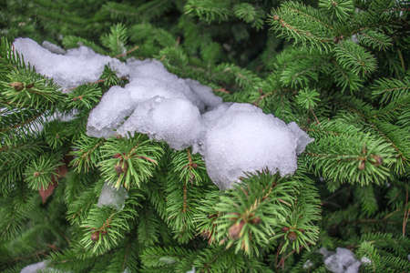 Melting snow on the branches of a coniferous treeの写真素材