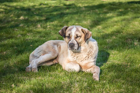 Big old dog lies on the green grassの写真素材