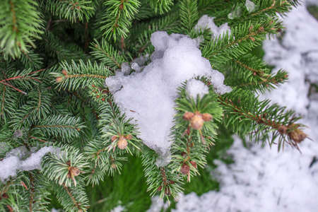 Melting snow on the branches of a coniferous treeの写真素材