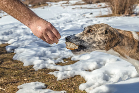 Feeding a stray dog in nature close-up.の写真素材