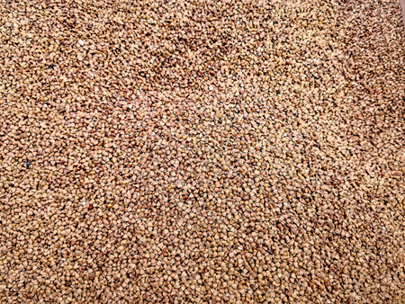 Buckwheat seeds close-up as a backgroundの写真素材