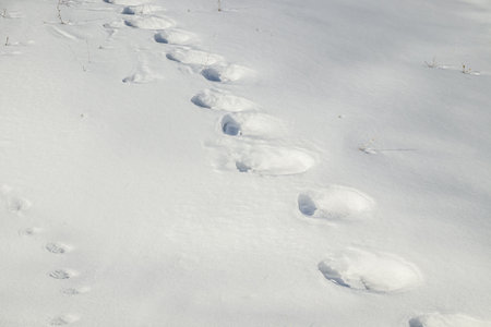 Snow with horse tracks close-up as a background.の写真素材