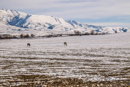 Horses graze on a snowy field against the backdrop of snow-capped mountains.の写真素材