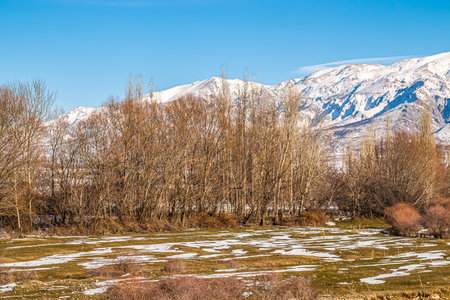 Leafless trees in a river valley amid snow-capped mountains.の写真素材