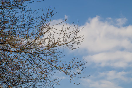 Oak tree branches without leaves against the sky.の写真素材