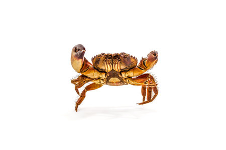 Dancing sea crab Isolated on a white background.の写真素材