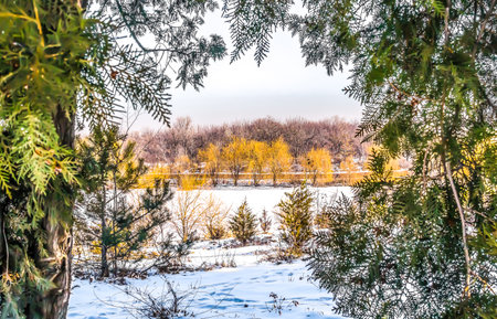 Photo of willow trees in winter in a city park with coniferous branches in the foreground.の写真素材