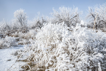 Dry grass covered with hoarfrost in nature.の写真素材