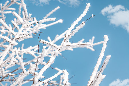 The branches of a dry tree in hoarfrost against the sky.の写真素材