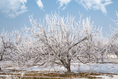 Dry tree in the garden in frost on the background of the sky.Winter landscape.の写真素材