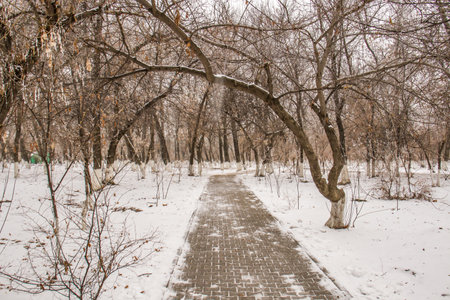 Crooked trees in the park in winterの写真素材