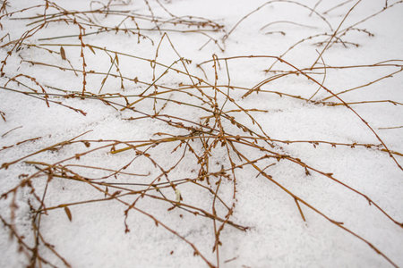 Dry grass plant on snow as background
