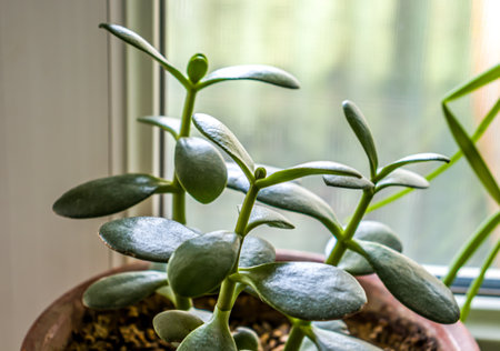 Green plant money tree on the windowの写真素材
