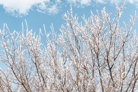 The branches of a dry tree in hoarfrost against the sky.の写真素材