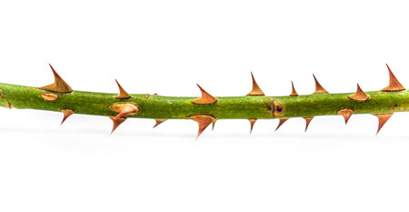 Rose stalk with thorns on a white backgroundの写真素材