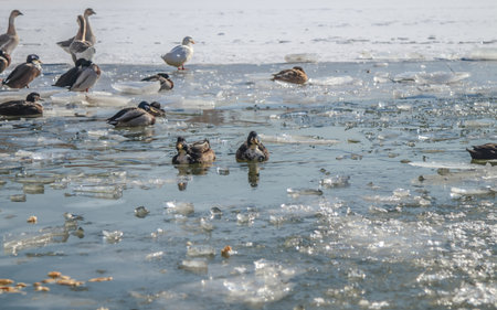 Birds winter on a frozen pondの写真素材