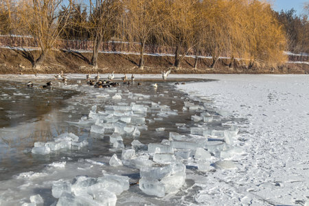 Melting crushed ice in water in natureの写真素材
