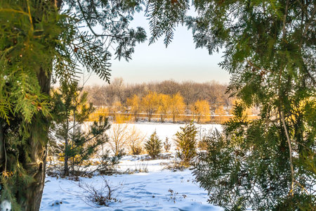 Photo of willow trees in winter in a city park with coniferous branches in the foreground.の写真素材
