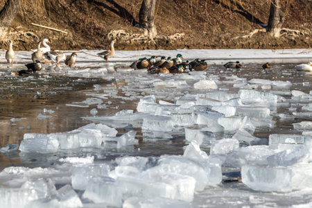 Melting crushed ice in water in natureの写真素材
