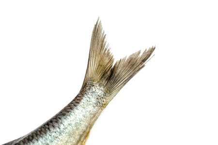 Tail of salted fish herring isolated on white background.の写真素材