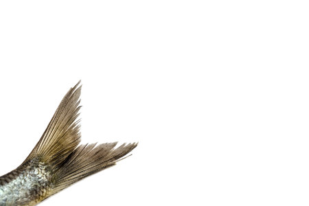 Tail of salted fish herring isolated on white background.