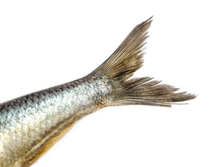 Tail of salted fish herring isolated on white background.の写真素材