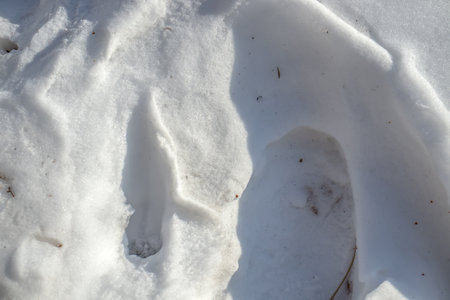 Dirty melting snow in nature as a background.の写真素材