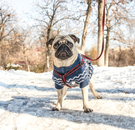 Young pug dog on a walkの写真素材