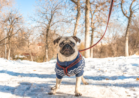 Young pug dog on a walkの写真素材