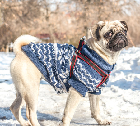 Young pug dog on a walkの写真素材