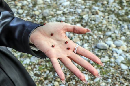 girl's hand with ladybugs.awakening of nature and insects in springの写真素材