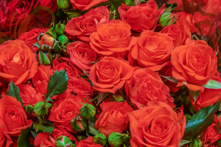 Rose flowers are sold in a flower shop.の写真素材