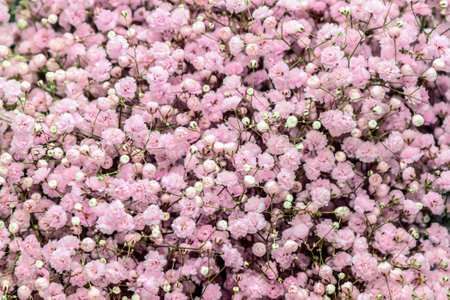 Pink gypsophila flowers as backgroundの写真素材