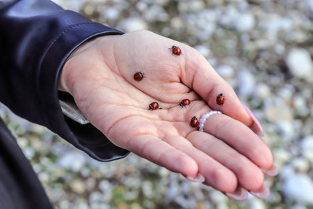 girl's hand with ladybugs.awakening of nature and insects in springの写真素材