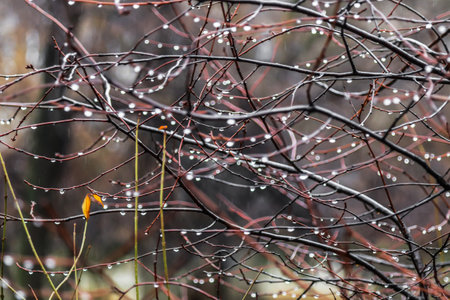Silvery transparent drops of water on thin twigs. Red and brown branches covered with small drops of water on a rainy day in the mountains. Dew drops on a bush, damp weather, foggy mountains.の写真素材