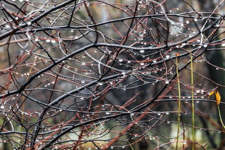 Silvery transparent drops of water on thin twigs. Red and brown branches covered with small drops of water on a rainy day in the mountains. Bokeh.Dew drops on a bush, wet weather, foggy mountains.Blurの写真素材