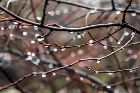 Silvery transparent drops of water on thin twigs. Red and brown branches covered with small drops of water on a rainy day in the mountains. Bokeh.Dew drops on a bush, wet weather, foggy mountains.Blurの写真素材