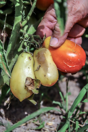 Affective disease of tomatoes. Tomato horseeye fungus rot caused by the pathogen Phytophthora parasitica severely affected the tomato plant.の写真素材