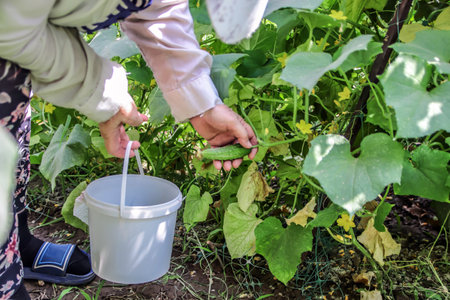 Cucumbers growing on a vine in a rural greenhouse. A woman's hand plucks a ripe cucumber from the gardenの写真素材