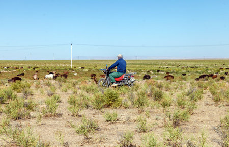 A shepherd on a motorcycle grazes sheep in the steppe in Kazakhstanの写真素材