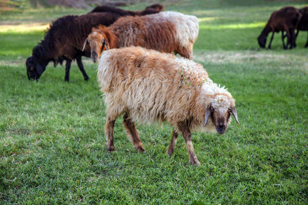 On a sunny day, sheep feed in the pasture.の写真素材