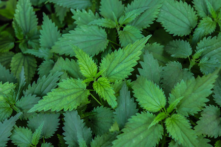 Texture of fresh green nettle leaves as abstract background and screensaver