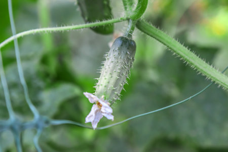 Gardening, ripening green cucumber in the vegetable gardenの写真素材