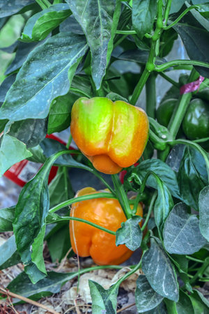 Orange color sweet bell pepper hanging on a branch against the background of green leavesの写真素材