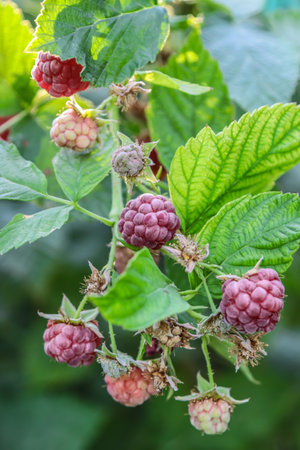Clusters of ripe remontant raspberries on a branch in autumn in the gardenの写真素材