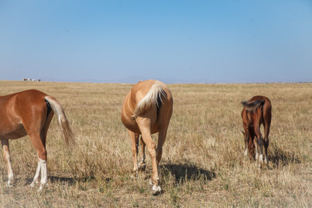 Beautiful tail of a horse.Horses graze on a pasture in autumn in a meadow, the concept of cattle breeding.の写真素材