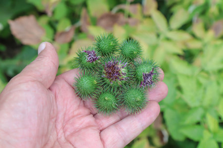 Burdock, arctium, lappa, is an important medicinal plant with purple flowers and is used in medicine.の写真素材