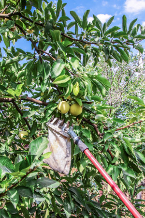 Picking apples with a tall tree picker. Harvest and fruit concept with fruit trees, autumn harvest.の写真素材