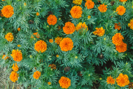 Orange and red marigolds grow in the city park, selective focus. Multi-colored flowers grow in a flower bed. Abstract autumn natural background