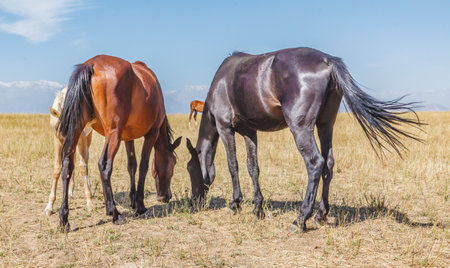 Horses grazing in a meadow on a sunny summer day.の写真素材